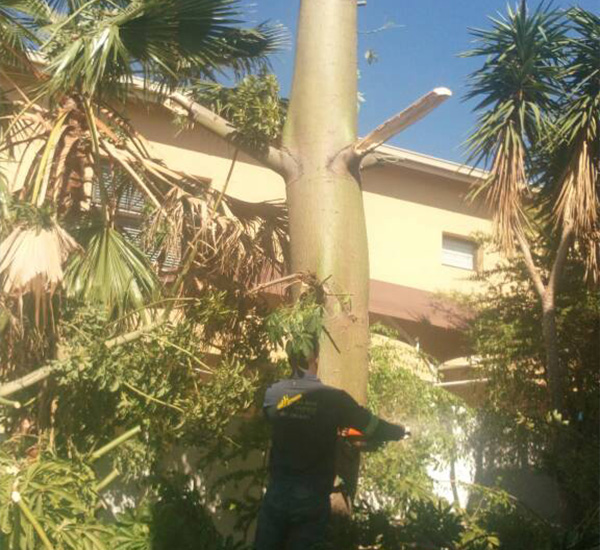 Emmanuel Tree Felling Durban